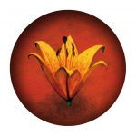 Feuerlilie-150x150